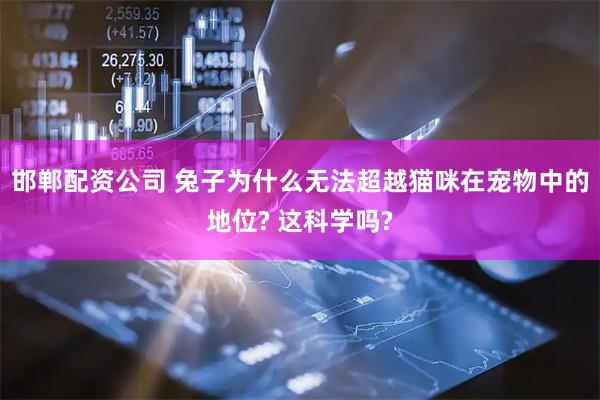 邯郸配资公司 兔子为什么无法超越猫咪在宠物中的地位? 这科学吗?