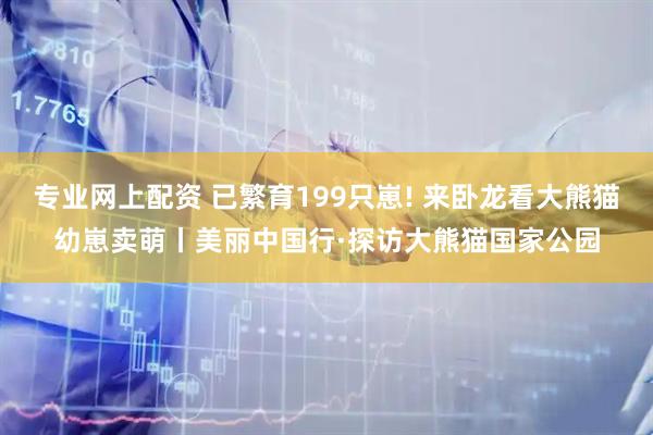 专业网上配资 已繁育199只崽! 来卧龙看大熊猫幼崽卖萌丨美丽中国行·探访大熊猫国家公园